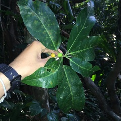Ficus cumingii terminalifolia