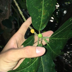 Ficus cumingii terminalifolia