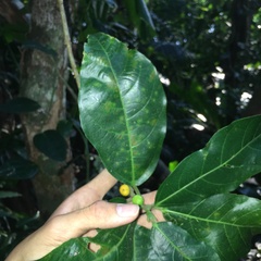 Ficus cumingii terminalifolia