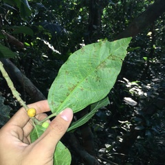 Ficus cumingii terminalifolia