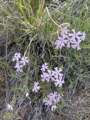 Phlox speciosa
