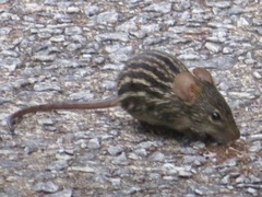 Lemniscomys