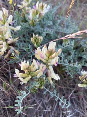 Astragalus succumbens