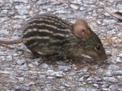 Lemniscomys