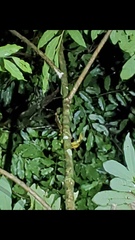 Chironius carinatus