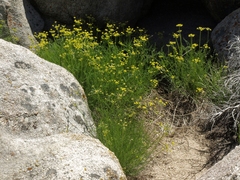 Cymopterus petraeus
