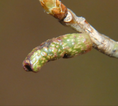 Amphibolips ellipsoidalis