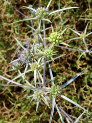 Eryngium creticum