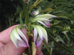 Carmichaelia williamsii