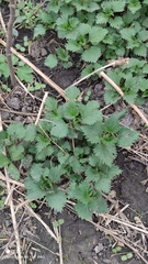 Urtica dioica
