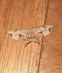 Calledapteryx dryopterata