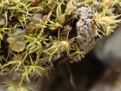 Weissia longifolia