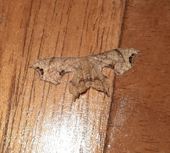 Calledapteryx dryopterata