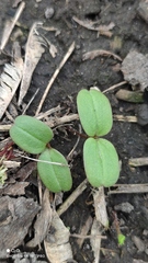 Impatiens parviflora