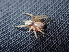 Araneae
