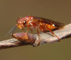 Macroxyela ferruginea