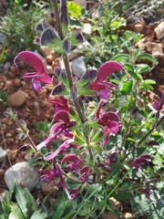 Salvia hierosolymitana