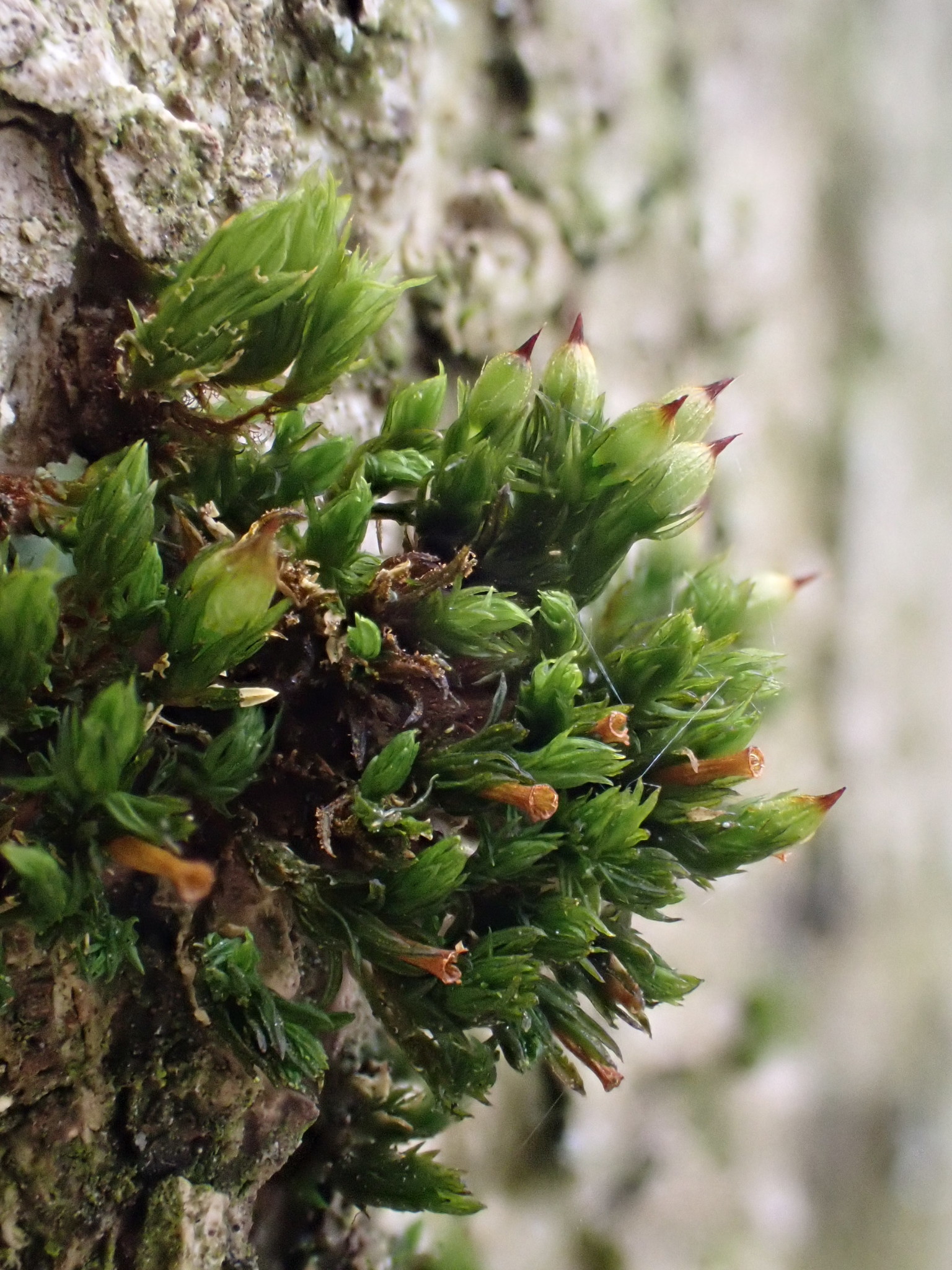 Orthotrichum stramineum