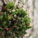 Straw Bristle-Moss - Photo (c) Stefan Gey, some rights reserved (CC BY-NC), uploaded by Stefan Gey