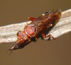 Macroxyela ferruginea