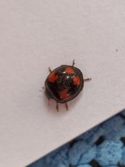 Harmonia axyridis