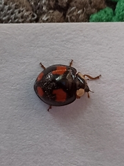 Harmonia axyridis