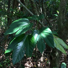 Osmoxylon pectinatum