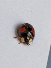 Harmonia axyridis
