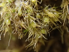 Pleuridium subulatum