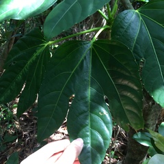 Osmoxylon pectinatum