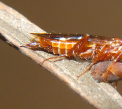 Macroxyela ferruginea