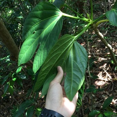 Osmoxylon pectinatum