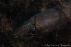 Conger wilsoni
