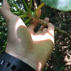 Osmoxylon pectinatum