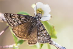 Erynnis telemachus