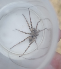Arctosa perita