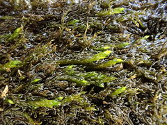 Hygroamblystegium fluviatile