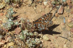Euphydryas editha quino