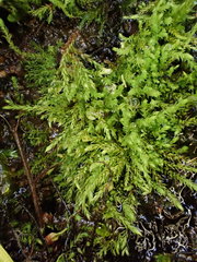 Philonotis caespitosa