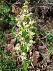 Orchis galilaea