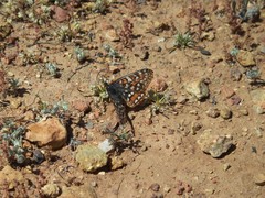 Euphydryas editha quino