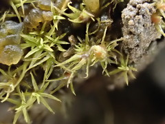 Weissia longifolia