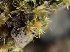 Weissia longifolia
