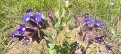 Anchusa undulata