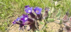 Anchusa undulata