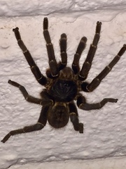 Harpactira