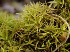 Weissia longifolia