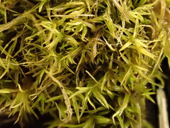 Weissia longifolia