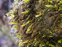 Hygroamblystegium fluviatile