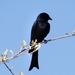 Kalahari Fork-tailed Drongo - Photo (c) Peter Erb, some rights reserved (CC BY-NC), uploaded by Peter Erb